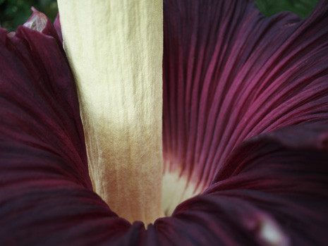 Au jardin des plantes de Nantes pour voir la plus grande fleur du monde