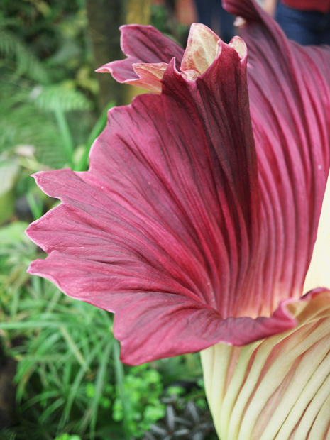 Découvrez les couleurs du Pénis de Titan à Nantes dans la serre du Jardin des plantes