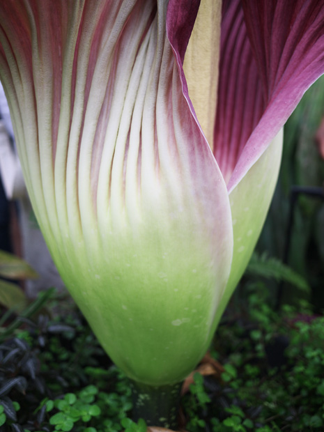 Une seule pétale pour la plus grande fleur du monde à Nantes